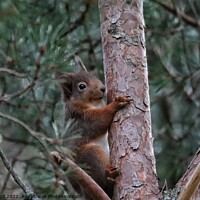 Buy canvas prints of A squirrel on a branch by Neil Cargill