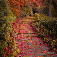 Buy canvas prints of Cragside Autumn Steps by Bear Newbury