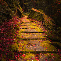Buy canvas prints of Cragside Steps Autumn 2 by Bear Newbury