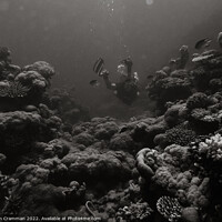 Buy canvas prints of Diving in monochrome by Ian Cramman