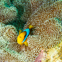 Buy canvas prints of Red Sea Anemone Fish on anemone by Ian Cramman