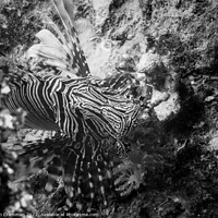 Buy canvas prints of Lion fish in Mono by Ian Cramman