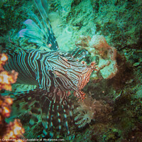 Buy canvas prints of Lion fish waiting for prey by Ian Cramman