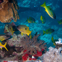 Buy canvas prints of Yellow fish on the reef by Ian Cramman