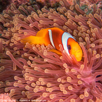 Buy canvas prints of Red Sea Anemone Fish on anemone by Ian Cramman