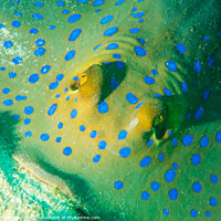 Buy canvas prints of Blue Spotted Stingray up close by Ian Cramman