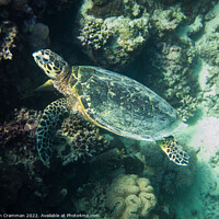 Buy canvas prints of A hawksbill turtle resting on coral by Ian Cramman