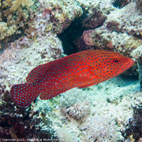 Buy canvas prints of Coral Hind free swimming on the reef by Ian Cramman
