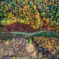 Buy canvas prints of Autumn Forest Path by Evolution Drone