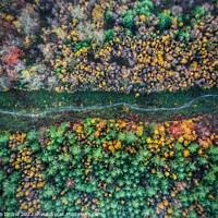 Buy canvas prints of Autumnal Woodland Path by Evolution Drone