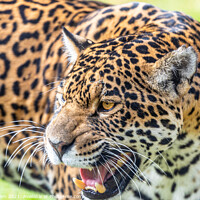 Buy canvas prints of Female Leopard Big Cat Sanctuary Kent by Mark Dillen
