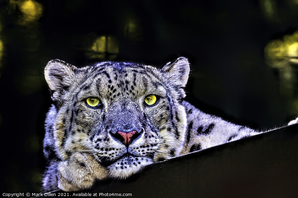 A Snow Leopard portrait Framed Mounted Print by Mark Dillen
