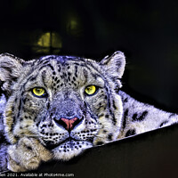 Buy canvas prints of A Snow Leopard portrait by Mark Dillen