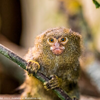 Buy canvas prints of A Pygmy Marmoset sitting on a branch by Mark Dillen