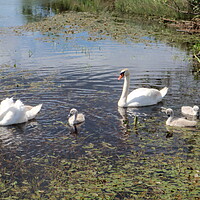 Buy canvas prints of Swans and signets by Peter Macvean