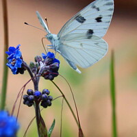 Buy canvas prints of Small White Butterfly by JoDonna Rusk