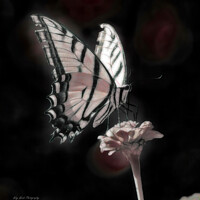 Buy canvas prints of Phantom Butterfly by JoDonna Rusk