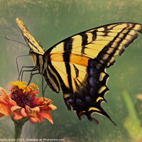 Buy canvas prints of Swallowtail Painting by JoDonna Rusk