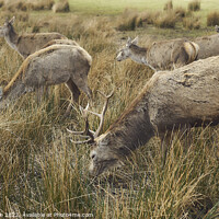 Buy canvas prints of Stags grazing by Adrian Chan