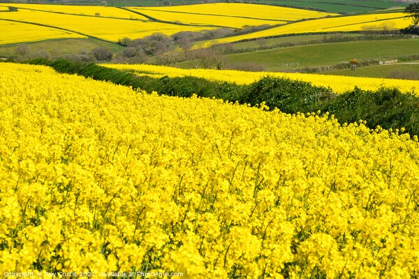 Sea of Yellow Fields Picture Board by Roy Curtis