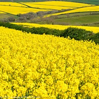 Buy canvas prints of Sea of Yellow Fields by Roy Curtis