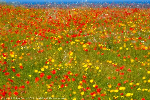 Poppies and Corn Marigolds Picture Board by Roy Curtis