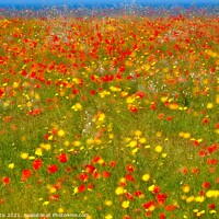 Buy canvas prints of Poppies and Corn Marigolds by Roy Curtis