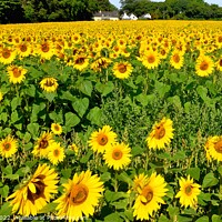 Buy canvas prints of Sunflowers by Roy Curtis
