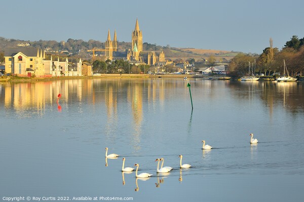 Truro River Swans Picture Board by Roy Curtis