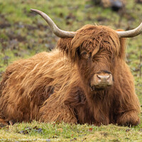 Buy canvas prints of Highland Coo by Kevin Taylor