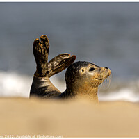 Buy canvas prints of Grey Seal Doing a Mermaid Impression at Horsey Gap Norfolk by johnny weaver