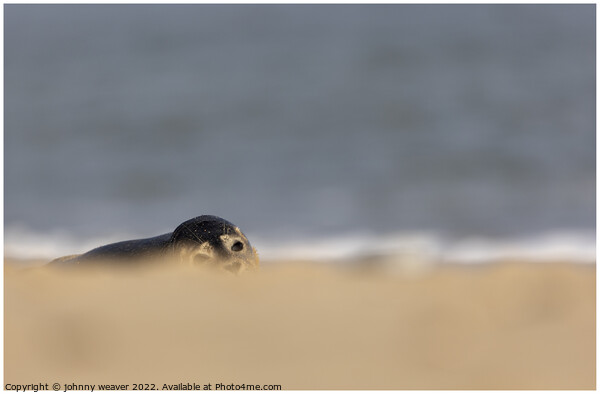Grey Seal Peaking over the dunes at Horsey Gap Norfolk.  Picture Board by johnny weaver