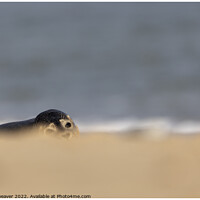 Buy canvas prints of Grey Seal Peaking over the dunes at Horsey Gap Norfolk.  by johnny weaver