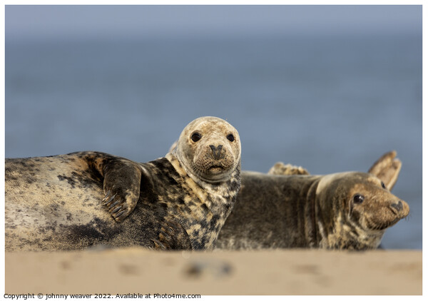 Grey Seal Photobomber at Horsey Gap Norfolk.  Picture Board by johnny weaver