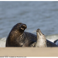 Buy canvas prints of Grey Seals at Horsey Gap Norfolk by johnny weaver