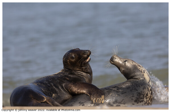 Grey Seals at Horsey Gap Norfolk Picture Board by johnny weaver