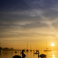 Buy canvas prints of Swan Silhouette by johnny weaver