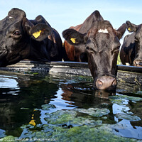 Buy canvas prints of Drinking cows by Jim Butler