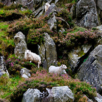 Buy canvas prints of Snowdonia Sheep by Jim Butler