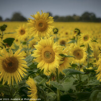 Buy canvas prints of Sunflower field by Jim Butler