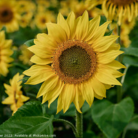 Buy canvas prints of Sunflower close-up by Jim Butler