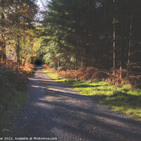 Buy canvas prints of Autumnal woodland by Jim Butler