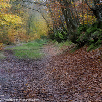 Buy canvas prints of A woodland track in Autumn by Jim Butler