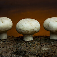 Buy canvas prints of Fungi by Jim Butler