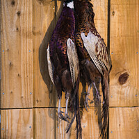 Buy canvas prints of A brace of pheasants by Jim Butler
