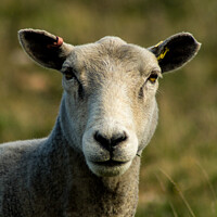 Buy canvas prints of Sheep in close up by Jim Butler