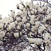 Buy canvas prints of White Magnolia					 by Hang Tran