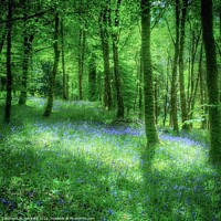 Buy canvas prints of Bluebell Wood at Inveraray Castle by Tim King