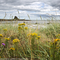 Buy canvas prints of Holy Island in Bloom by Duncan Spence