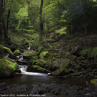 Buy canvas prints of If You Go Down To The Woods....Wyming Brook, Sheff by Duncan Spence